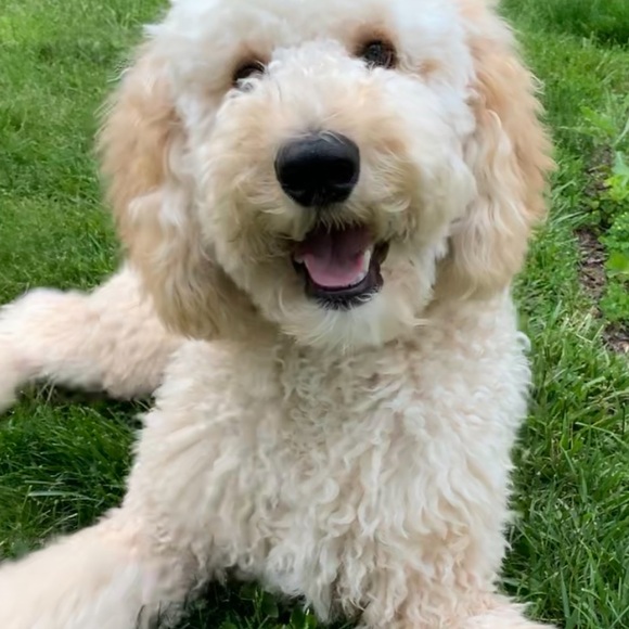 Meet your Posher, Ron - Picture 4 of 4